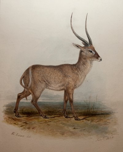Bohor Reedbuck, 1834 da Edward Lear